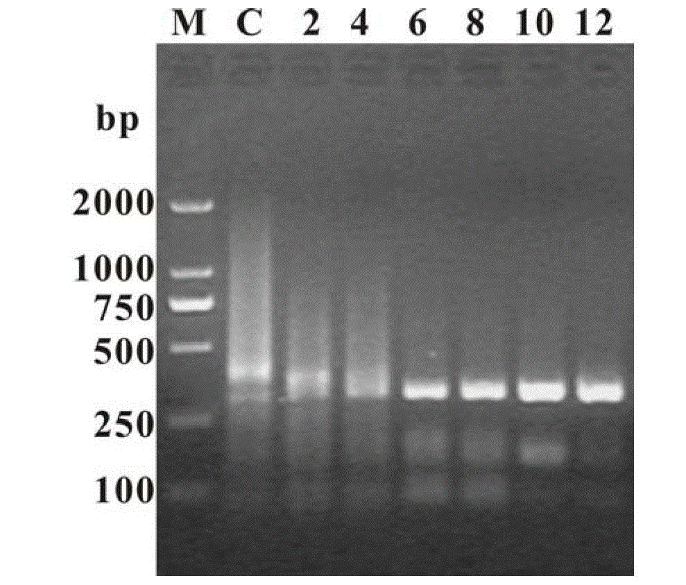 Application of graphene in polymerase chain reaction as reinforcing agent