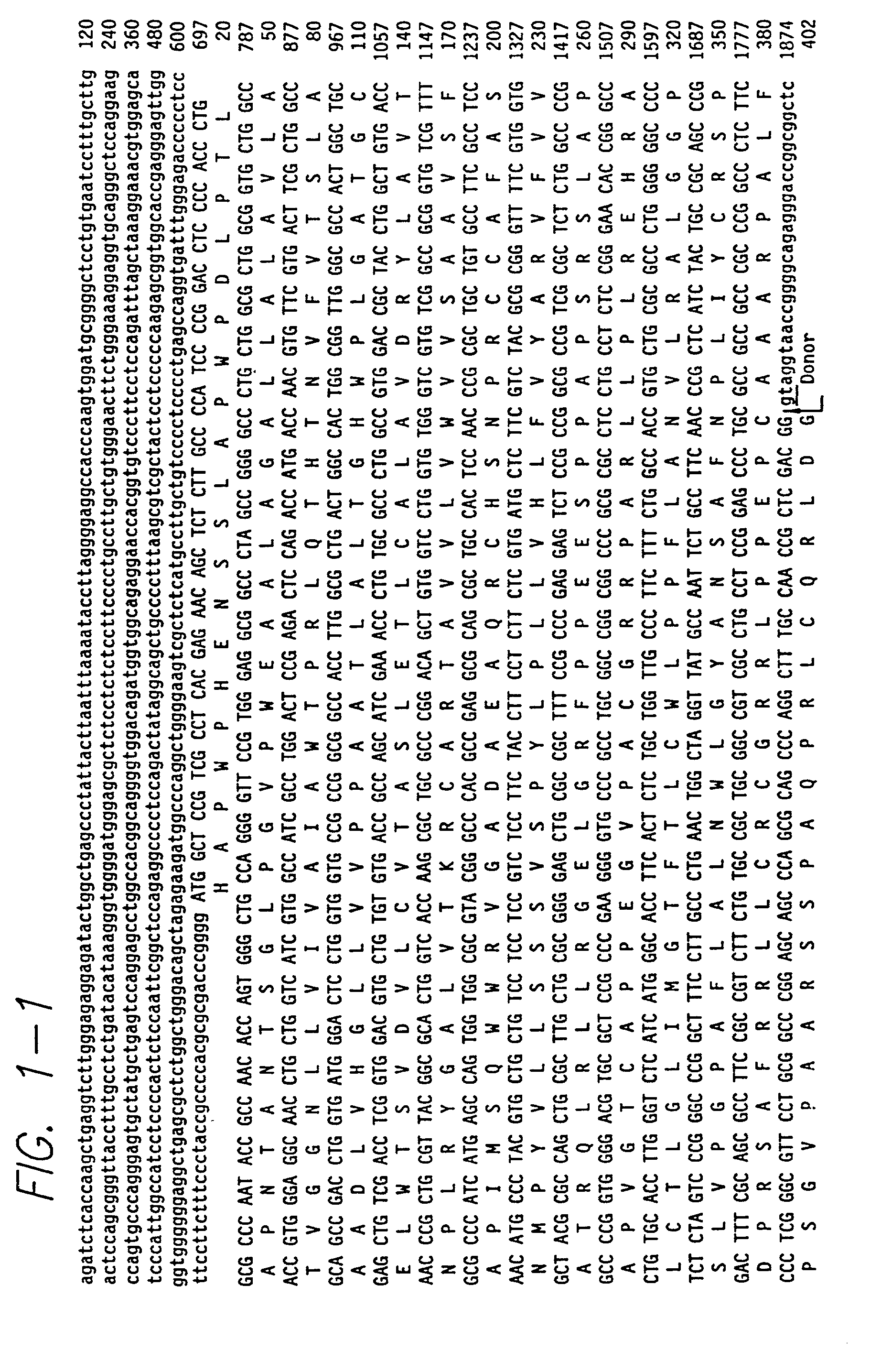 Intron/exon structure of the human and mouse beta3-adrenergic receptor genes