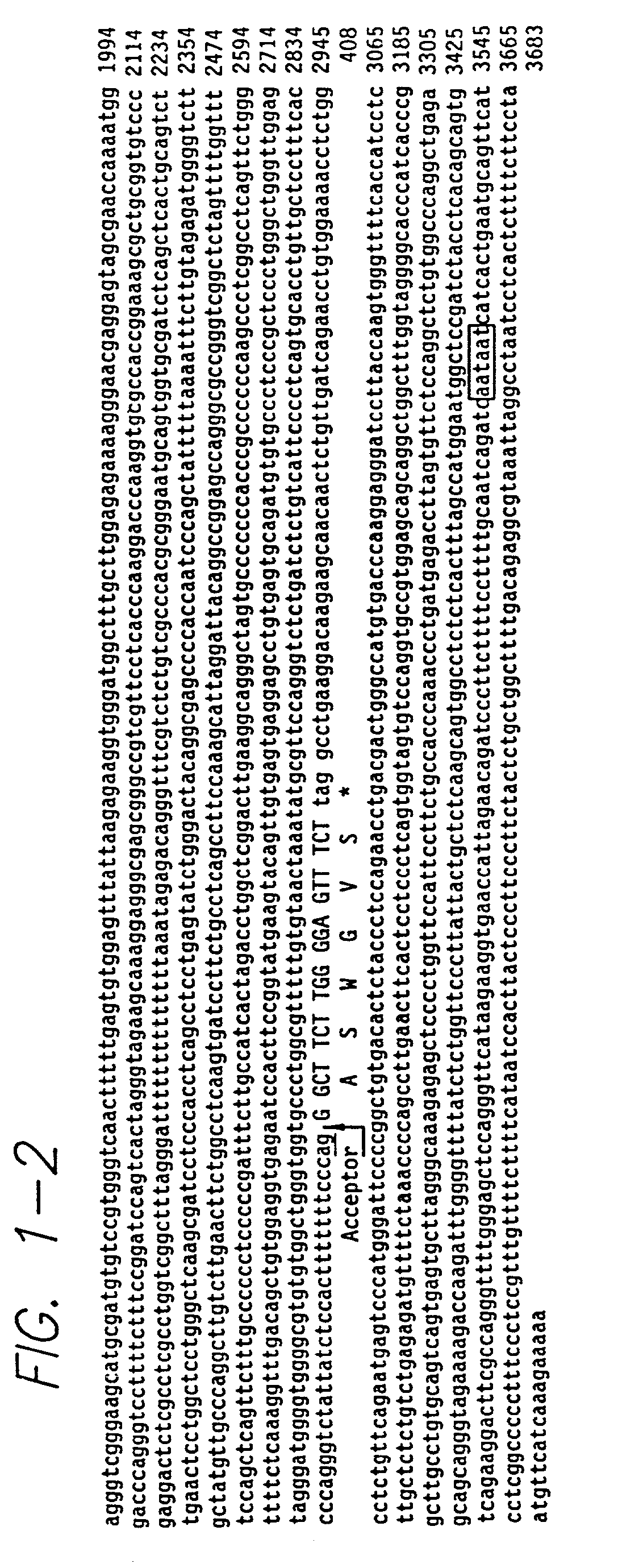 Intron/exon structure of the human and mouse beta3-adrenergic receptor genes