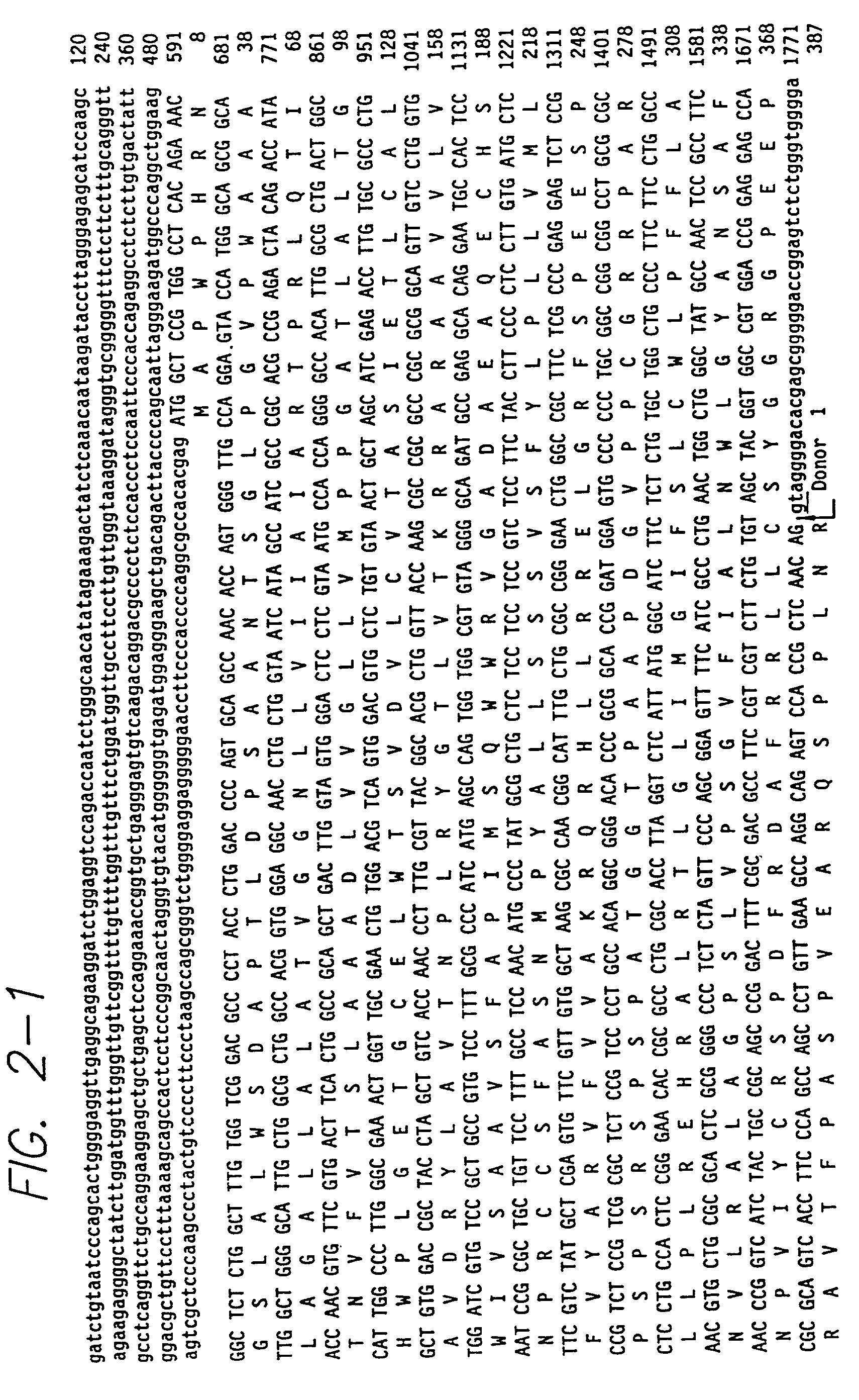 Intron/exon structure of the human and mouse beta3-adrenergic receptor genes