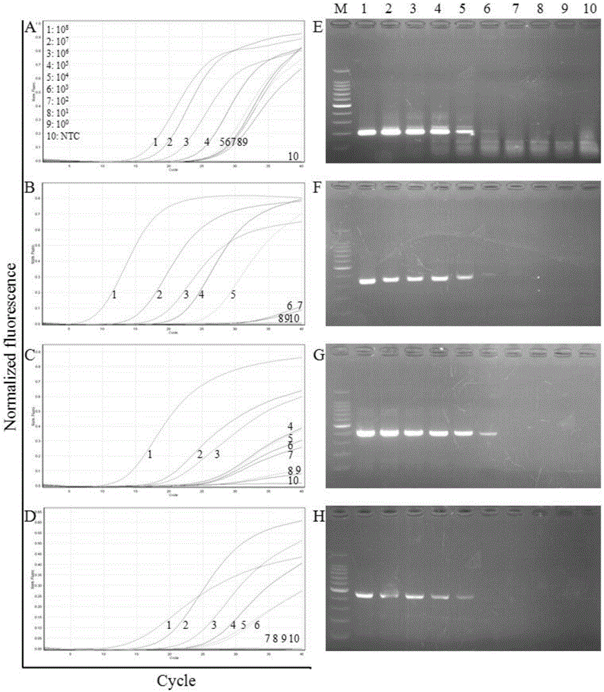 Primer group and kit for simultaneously detecting four diarrhea viruses