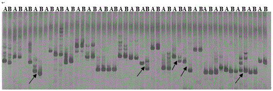 Strong winterness brassia campestris L. soluble protein content molecular markers and QTL location