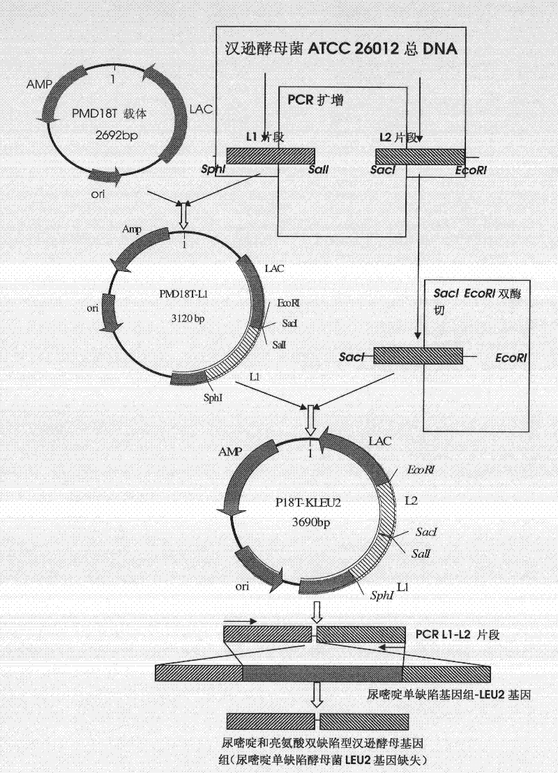 DNA sequence, recombinant vector, single and double auxotrophic Hansenula polymorpha, and preparation method thereof