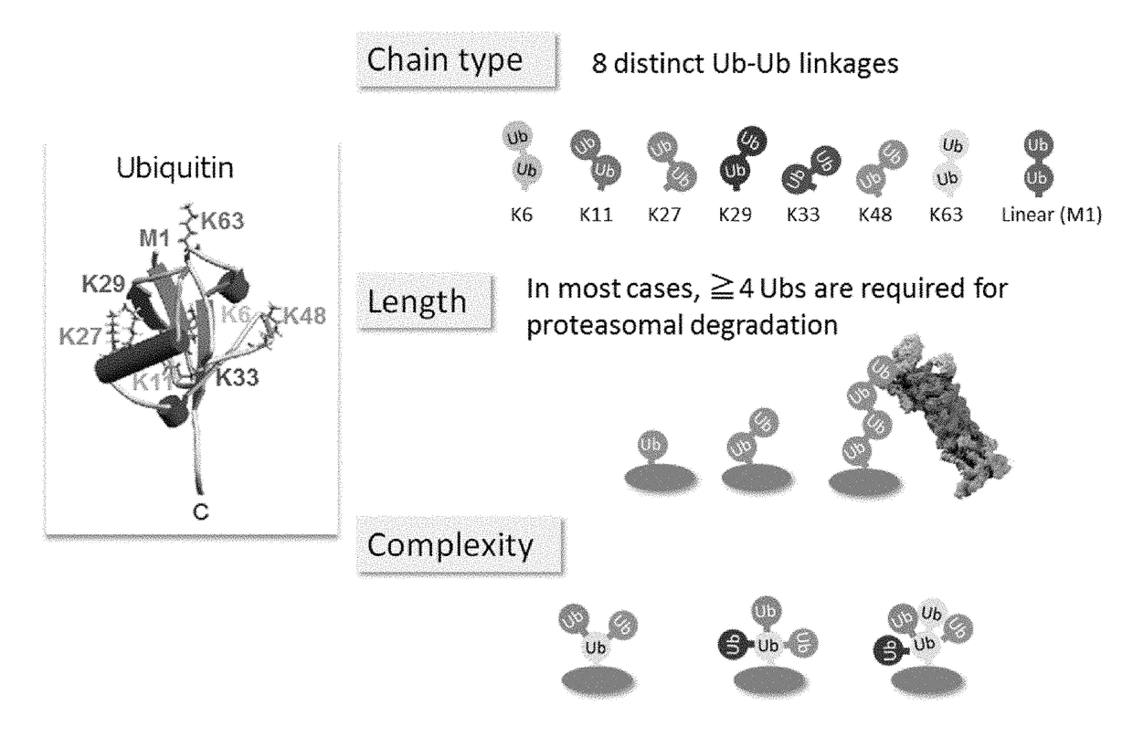 Method for determining ubiquitin chain length