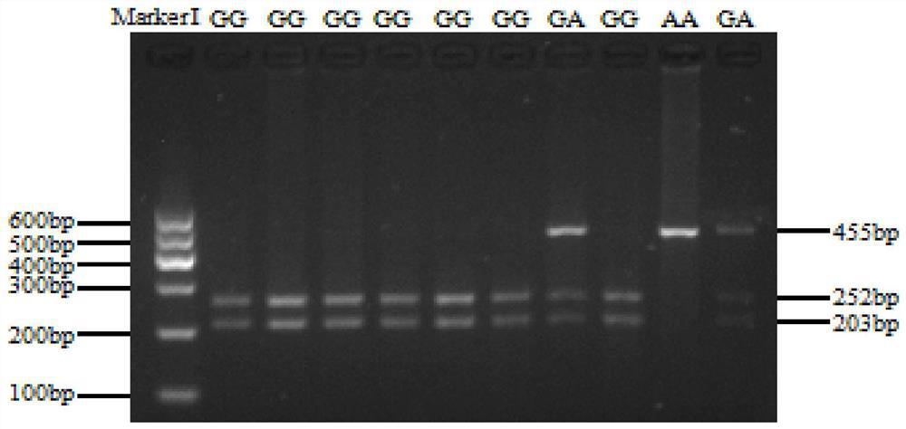 Method and application of bovine serpina3 gene genetic marker-assisted detection of bovine growth and carcass traits