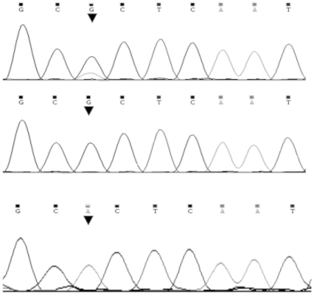 Method and application of bovine serpina3 gene genetic marker-assisted detection of bovine growth and carcass traits