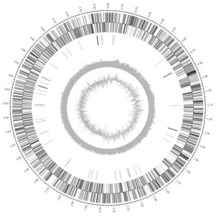 Application of a sphingobacterium hotanense in the control of parasitic nematodes