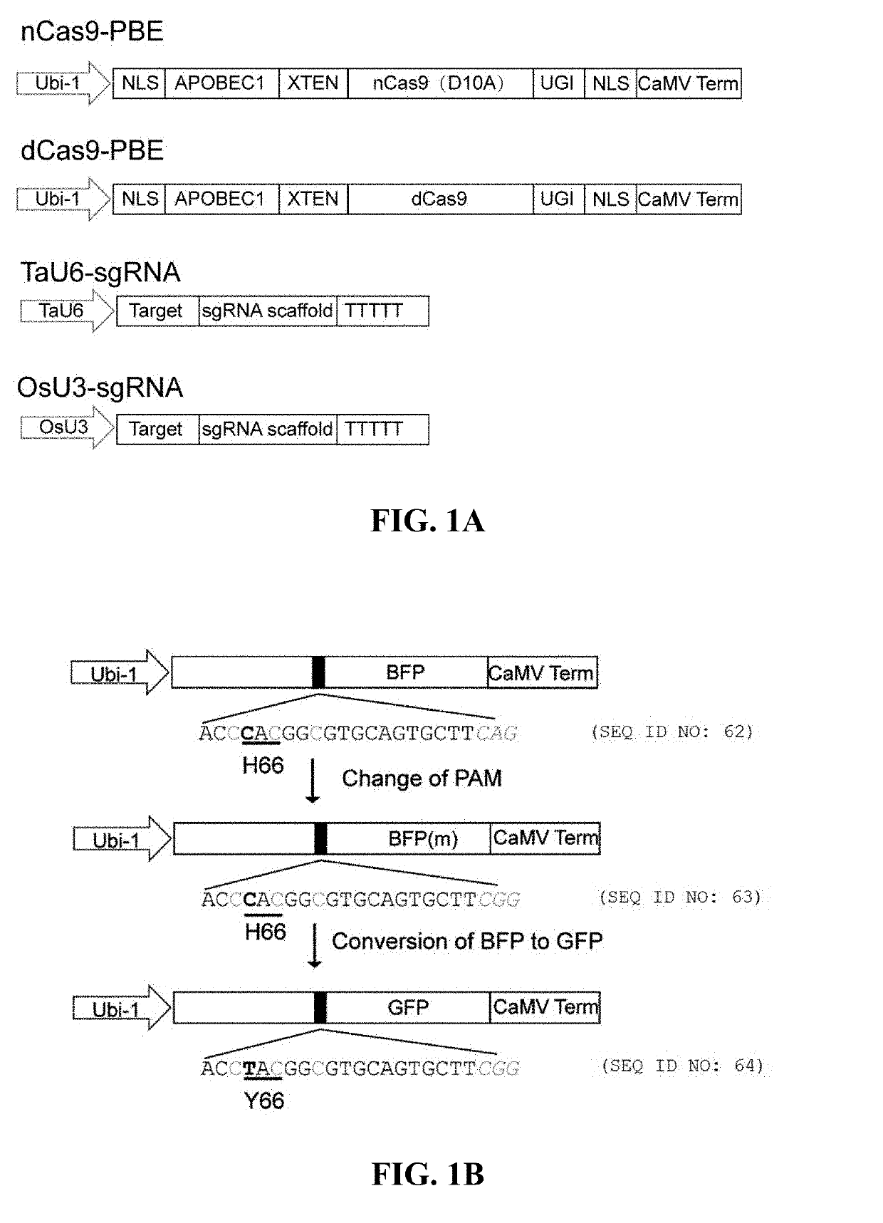 A method for base editing in plants