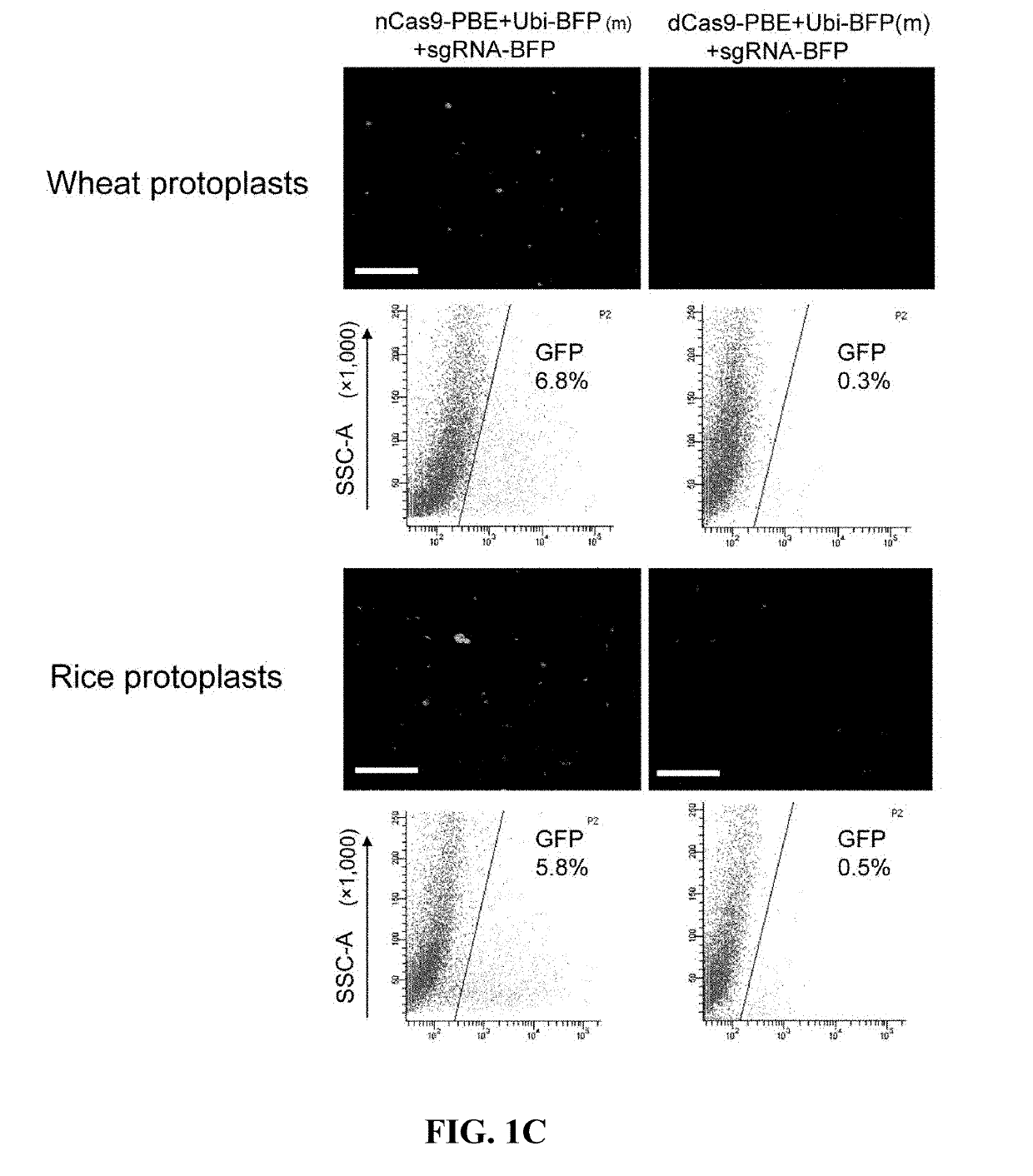 A method for base editing in plants