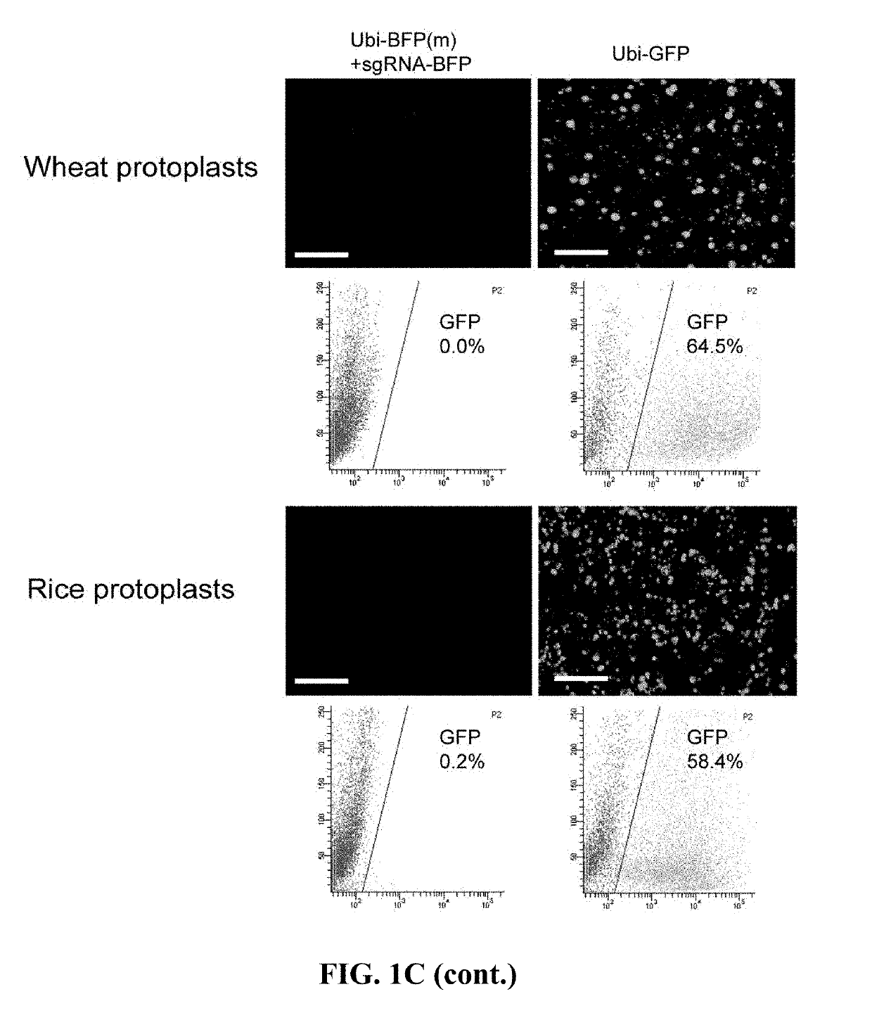 A method for base editing in plants