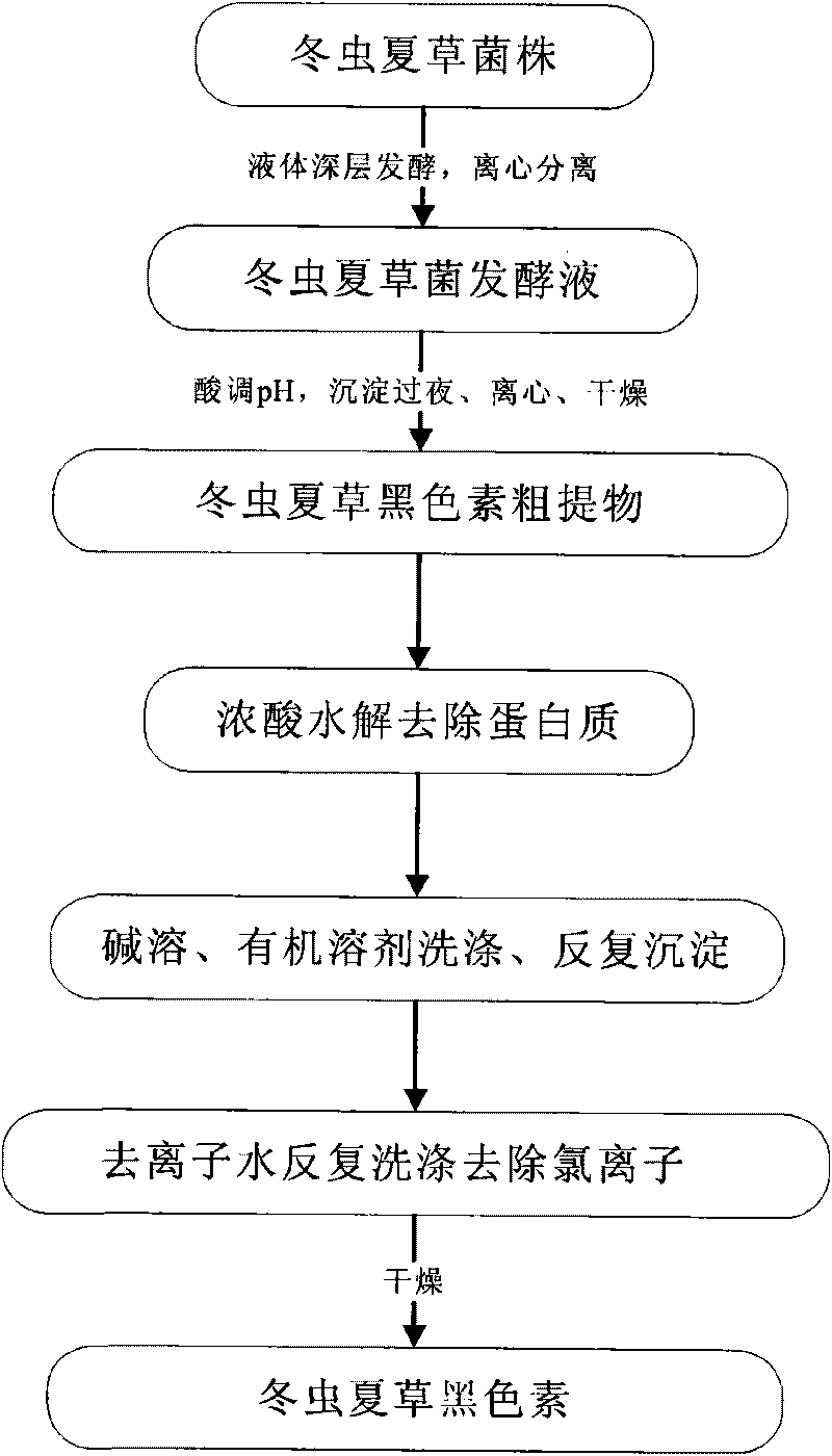 Method for extracting melanin from cordyceps militeris fungus fermentation broth