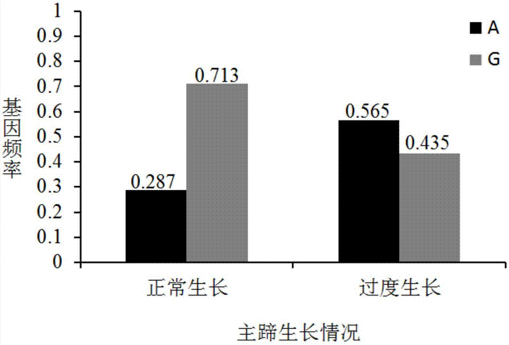 Molecular marker influencing growth of pig main trotter and application of molecular marker