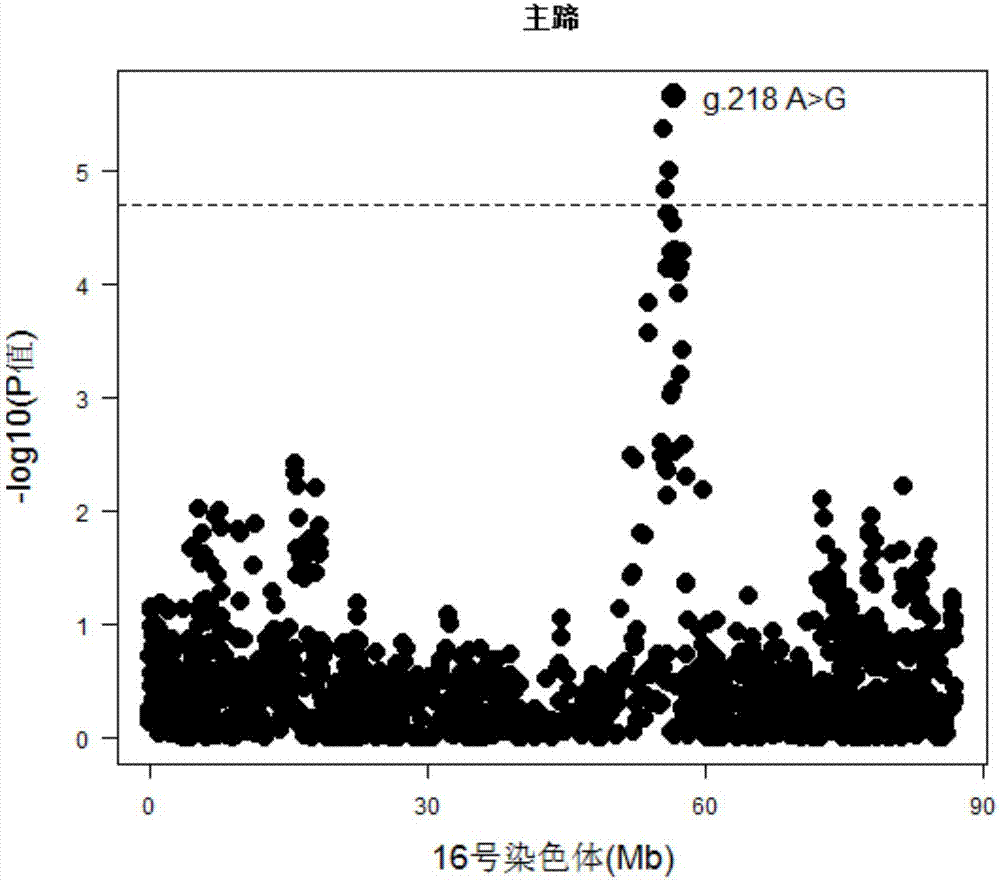 Molecular marker influencing growth of pig main trotter and application of molecular marker