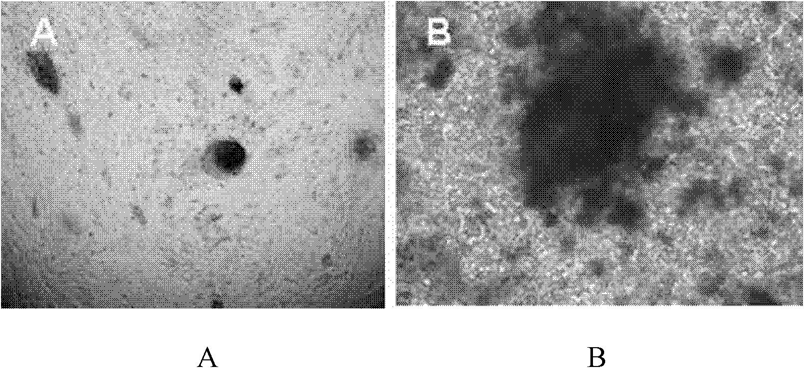 In-vitro separating and culturing method for germline stem cell