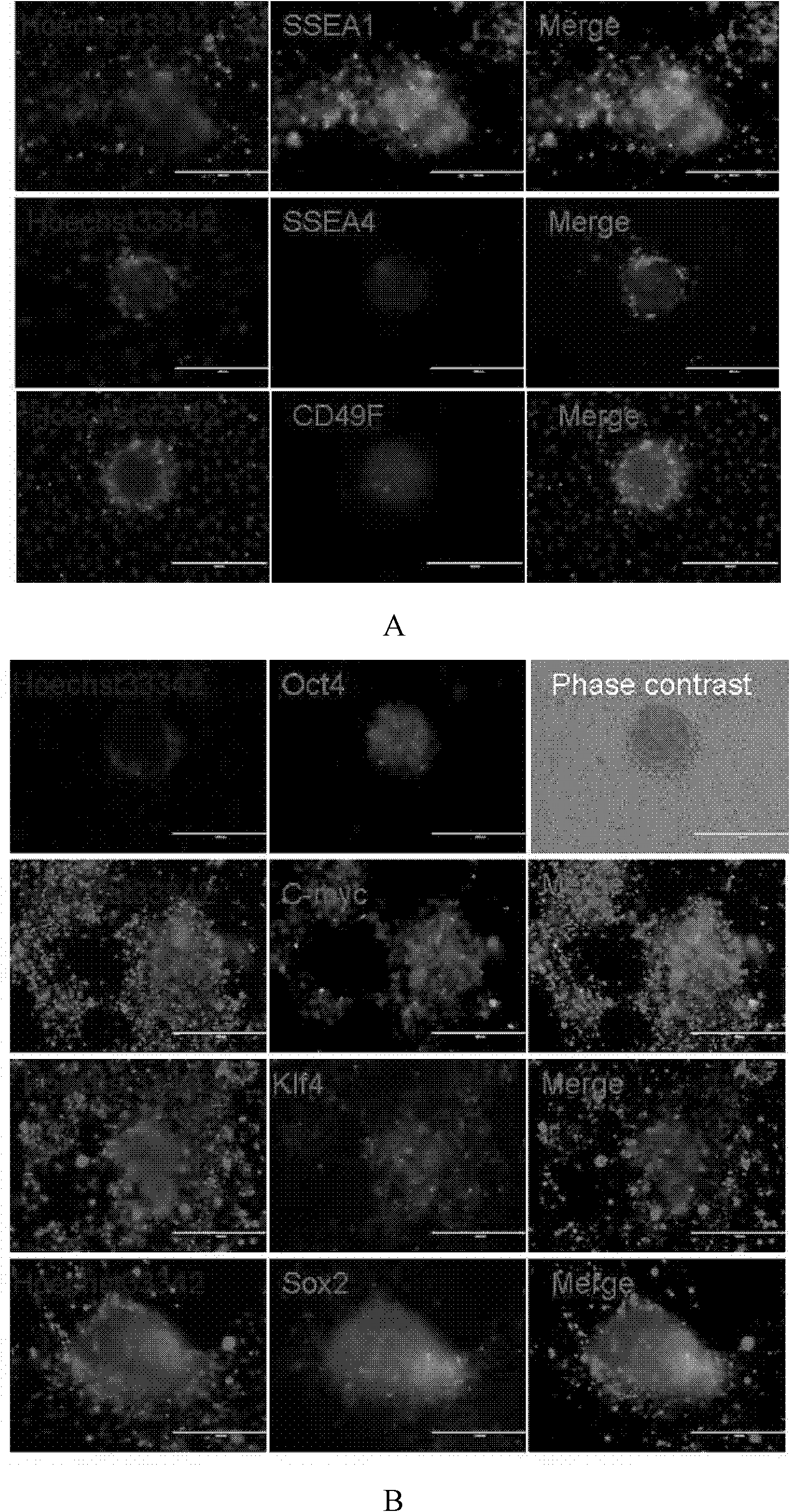 In-vitro separating and culturing method for germline stem cell