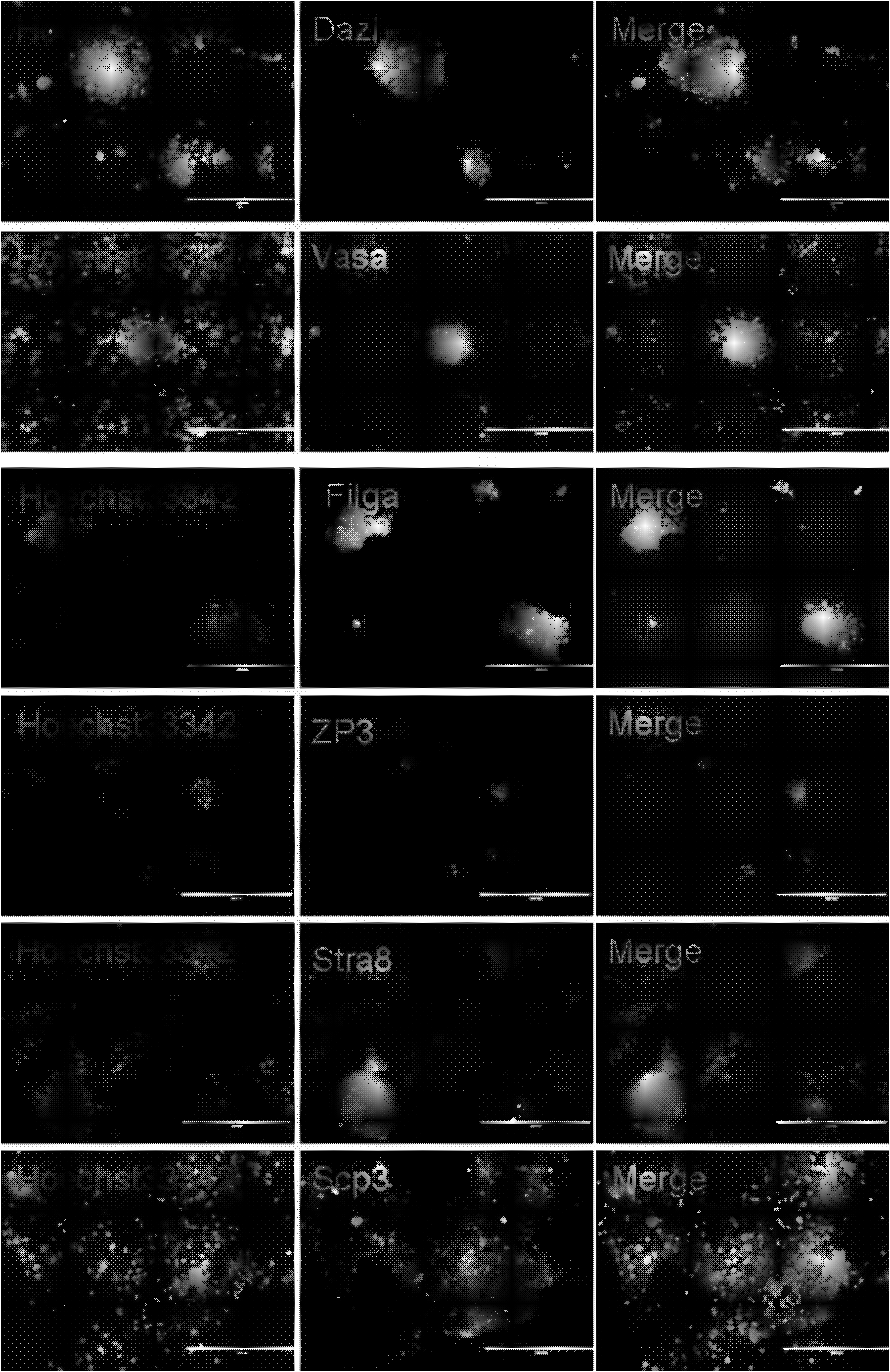 In-vitro separating and culturing method for germline stem cell