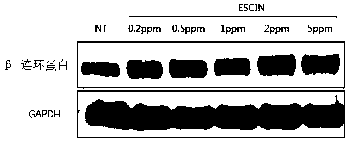 Composition for promoting hair growth comprising escin