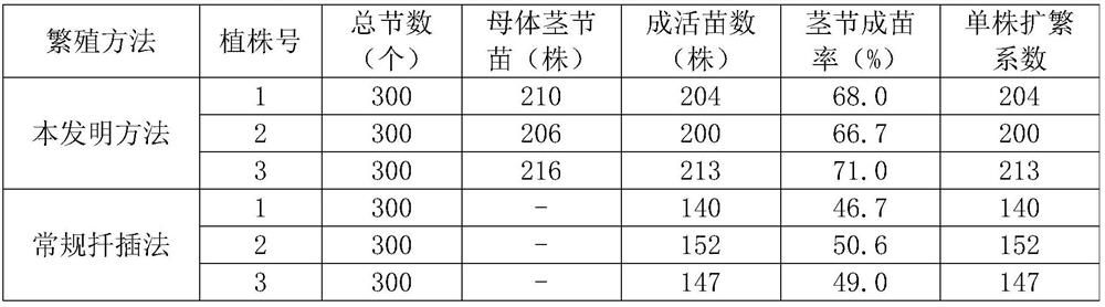 A high-efficiency multiplication method for perennial forage corn