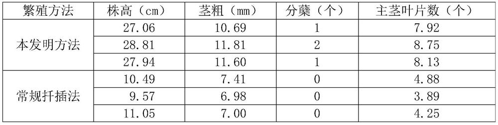 A high-efficiency multiplication method for perennial forage corn