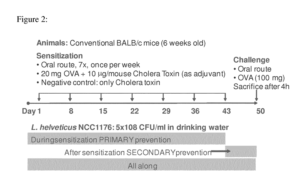 Composition comprising specific <i>Lactobacillus helveticus </i>strains and reducing food and/or respiratory allergy symptoms