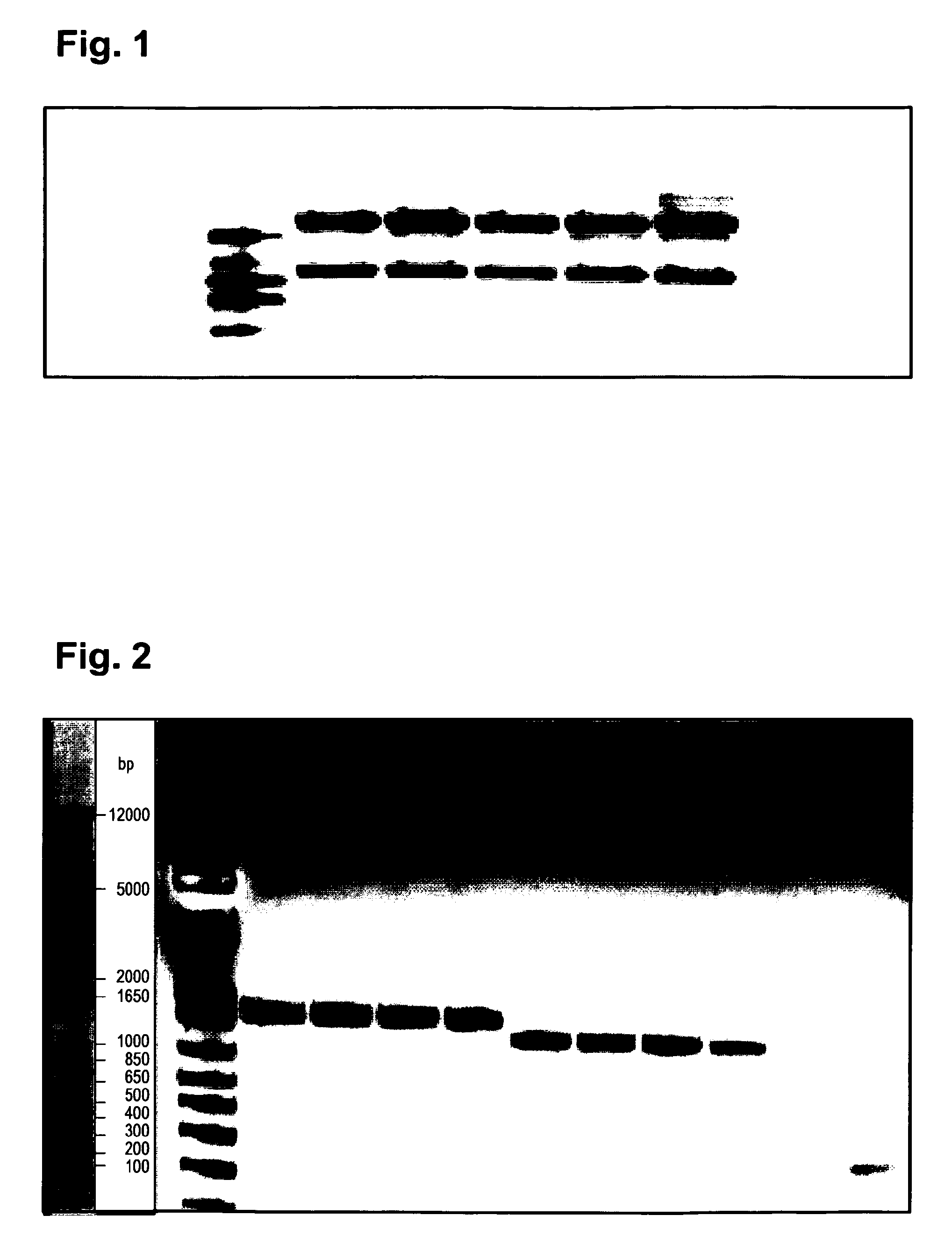 Complex of bi-specific antibody and digoxigenin conjugated to a therapeutic or diagnostic agent