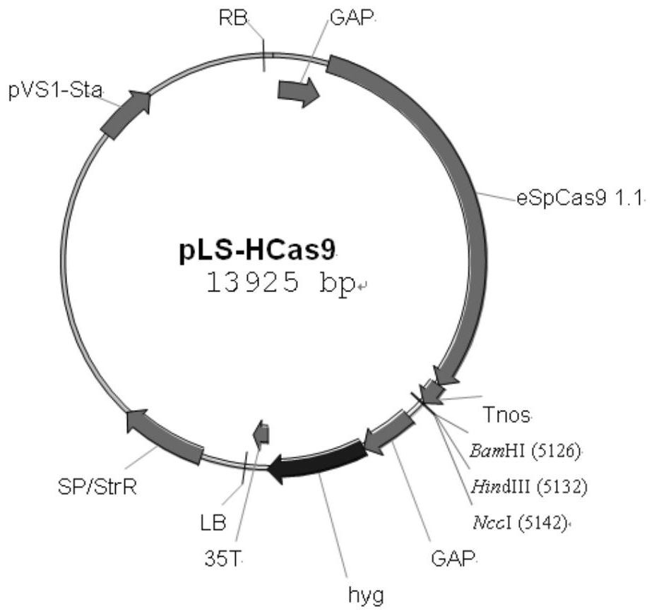 Agrobacterium tumefaciens and CRISPR-Cas9-mediated gene site-directed insertion inactivation method and its application