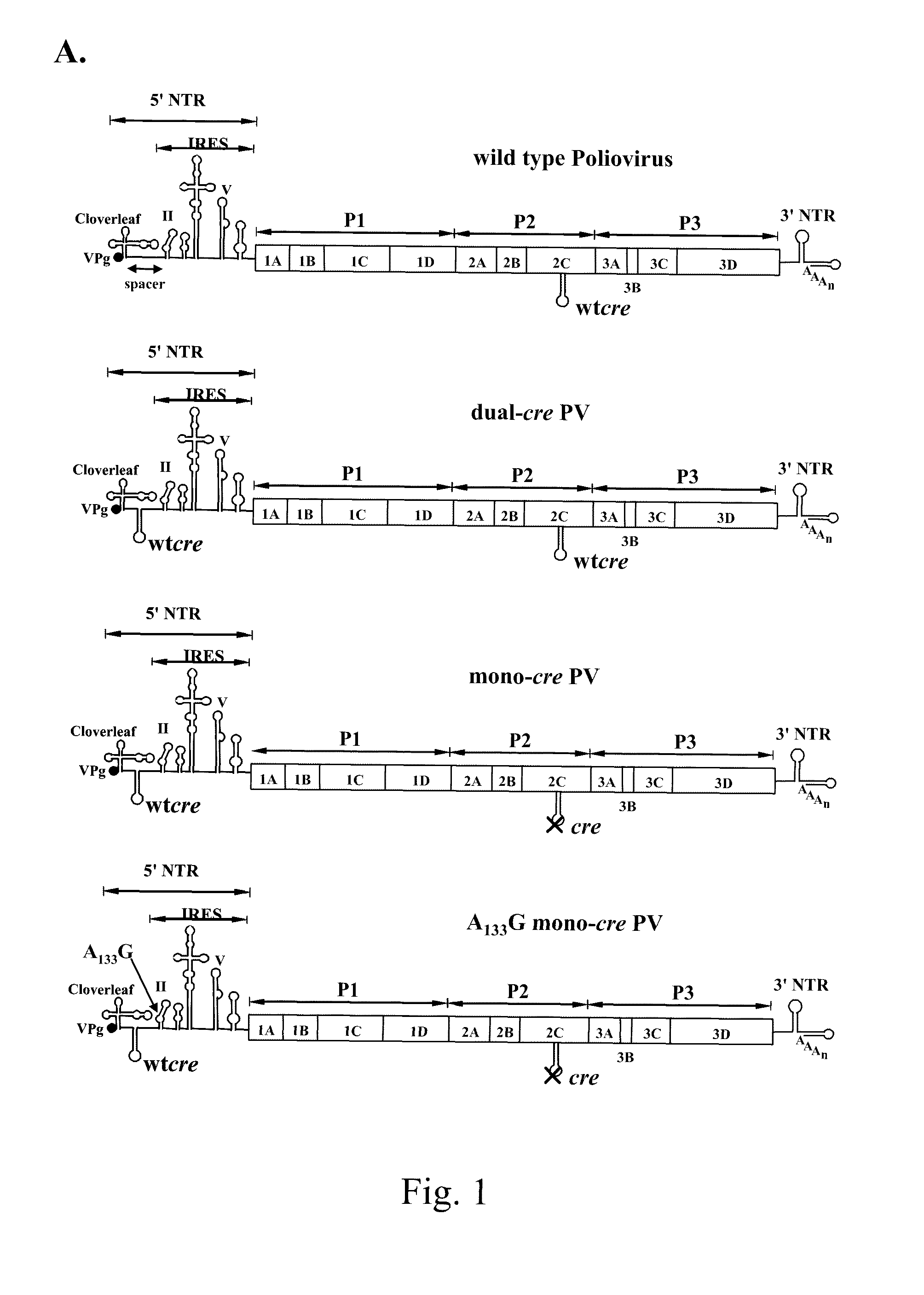 Attenuated poliovirus