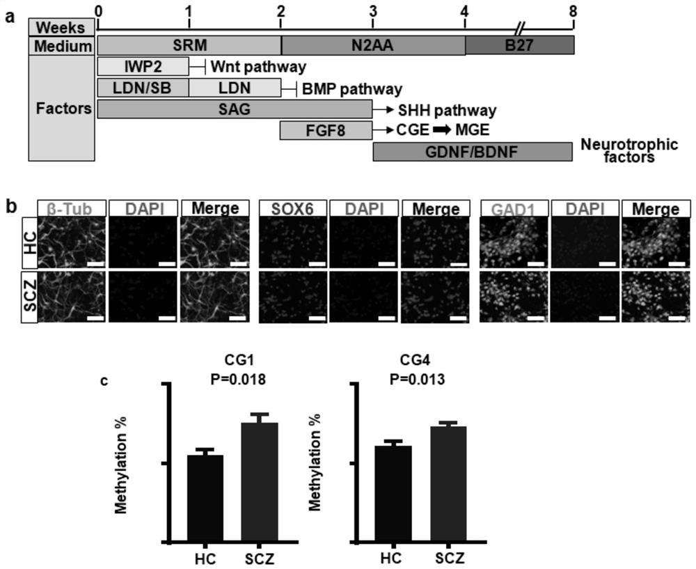 Use of the shank3 fragment sequence methylation detection reagent in the preparation of a diagnostic kit for schizophrenia