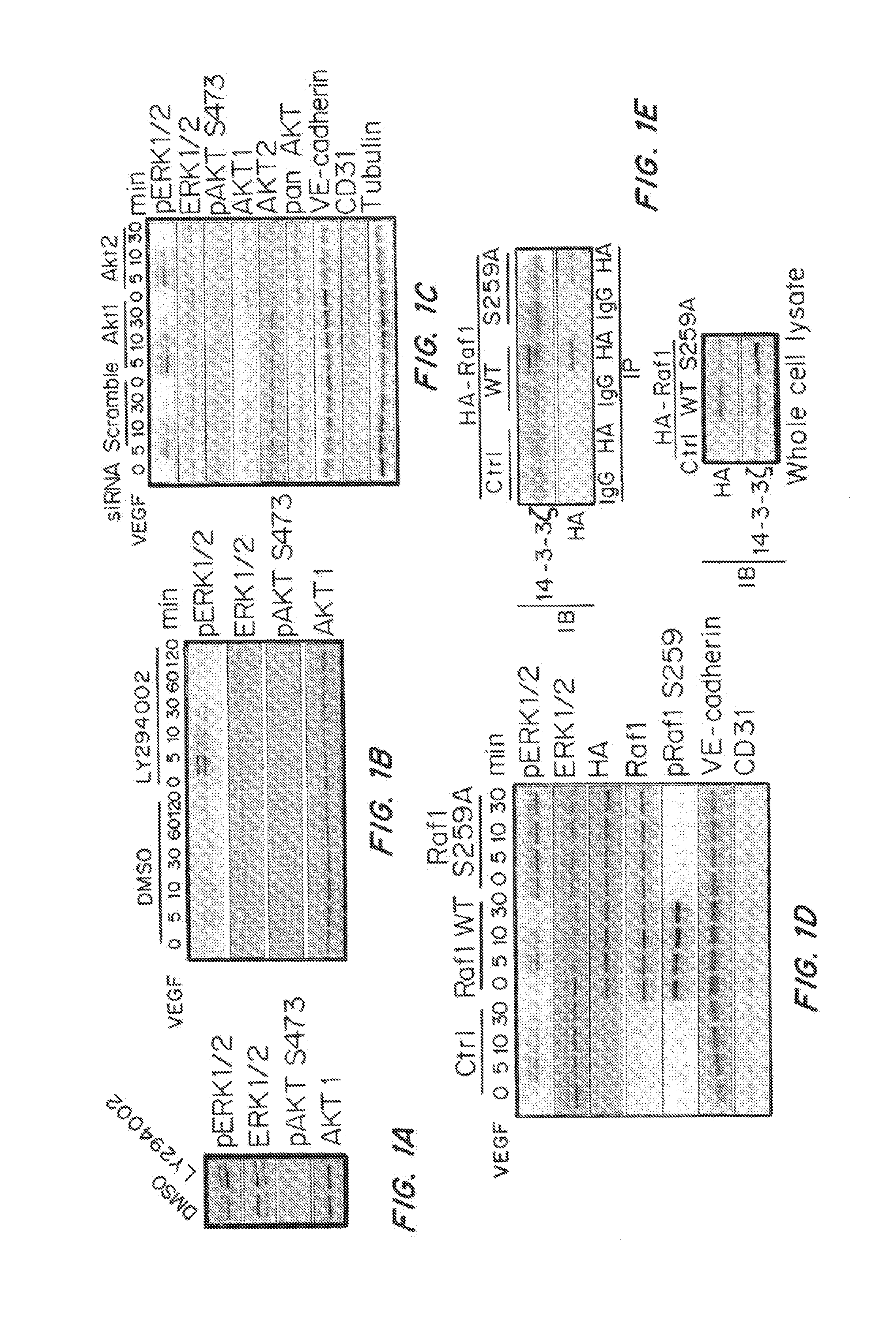 Stimulation of Arterial Collateral Growth and Lymphogenesis