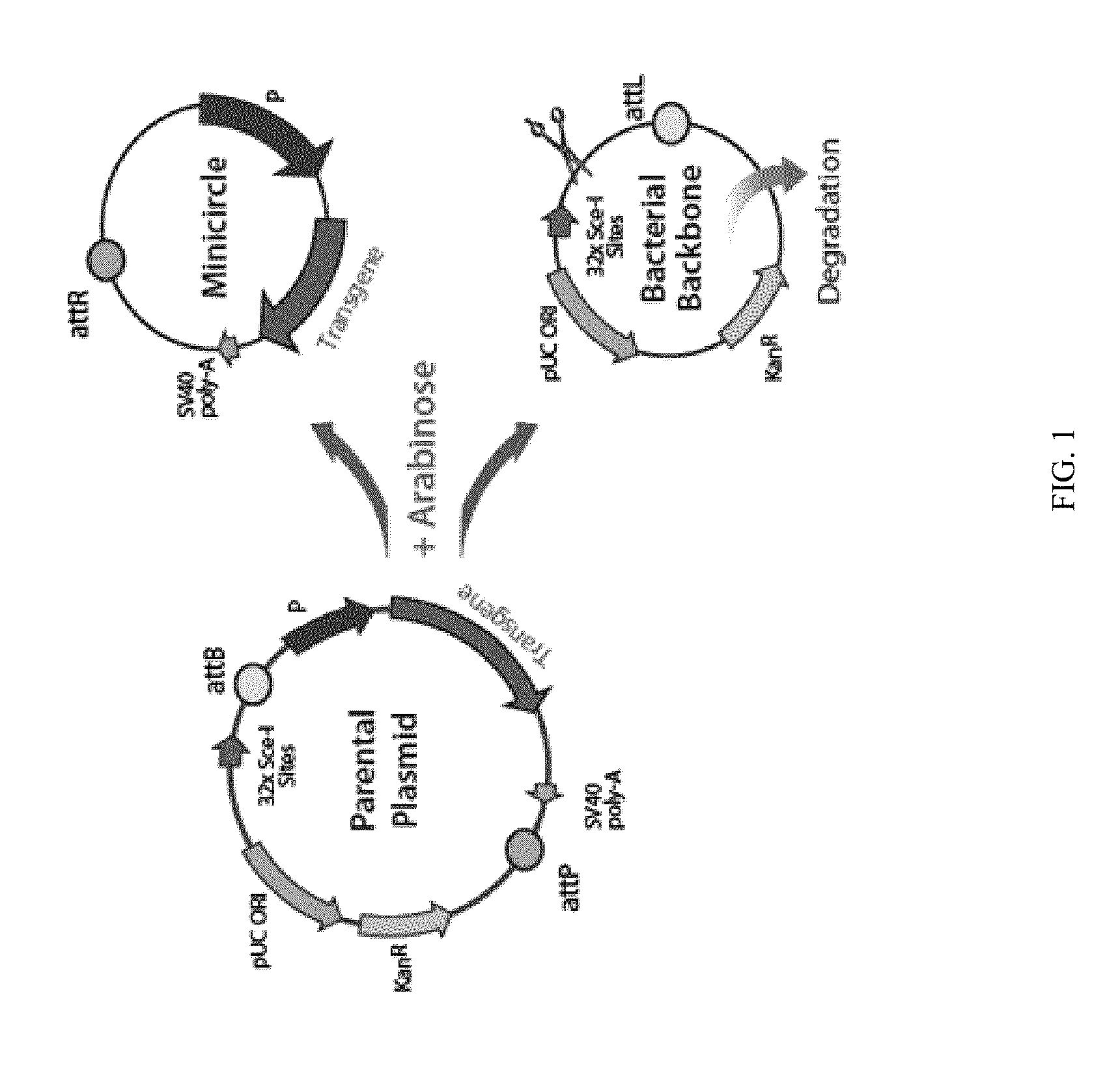 Mini-intronic plasmid DNA vaccines in combination with lag3 blockade