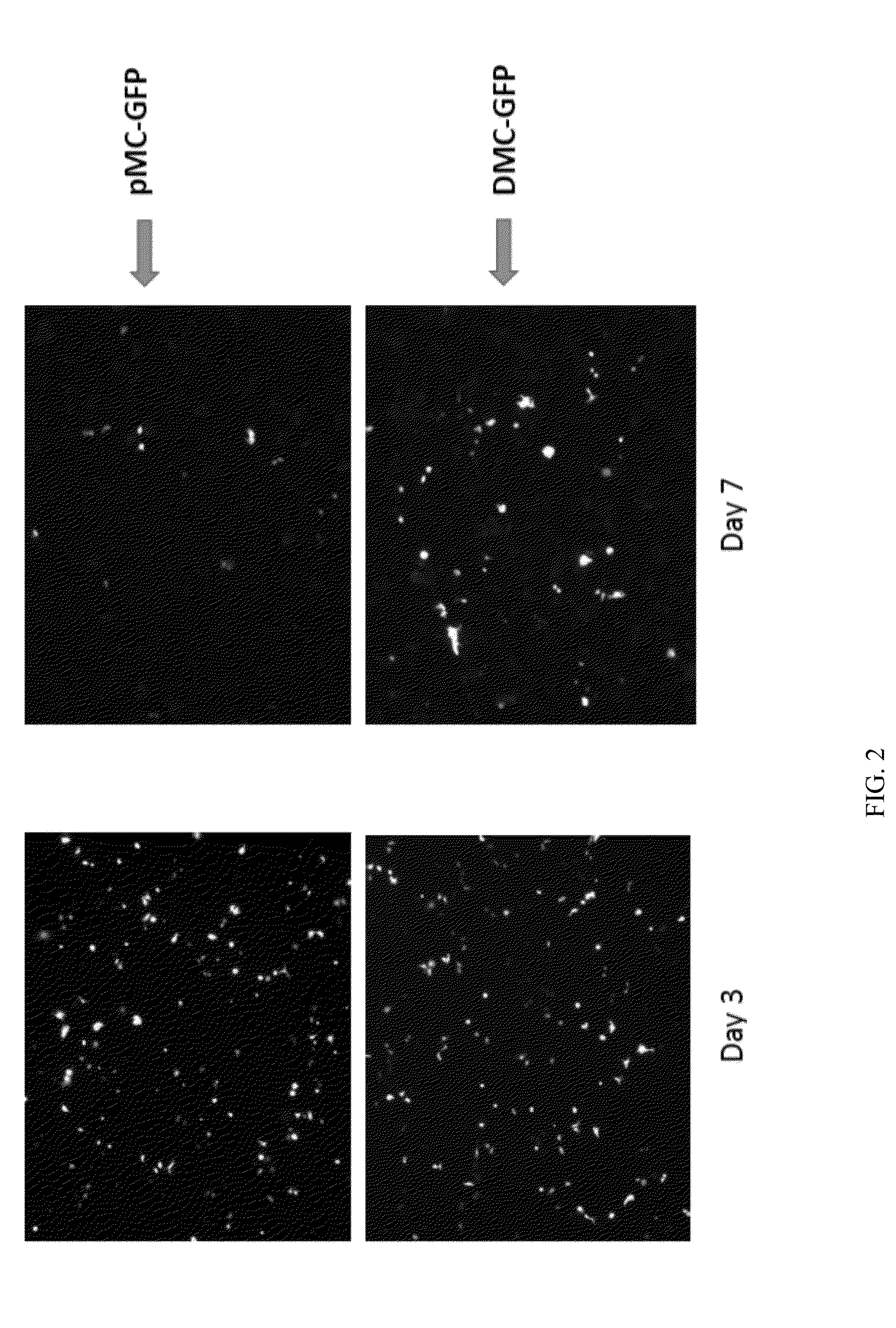 Mini-intronic plasmid DNA vaccines in combination with lag3 blockade