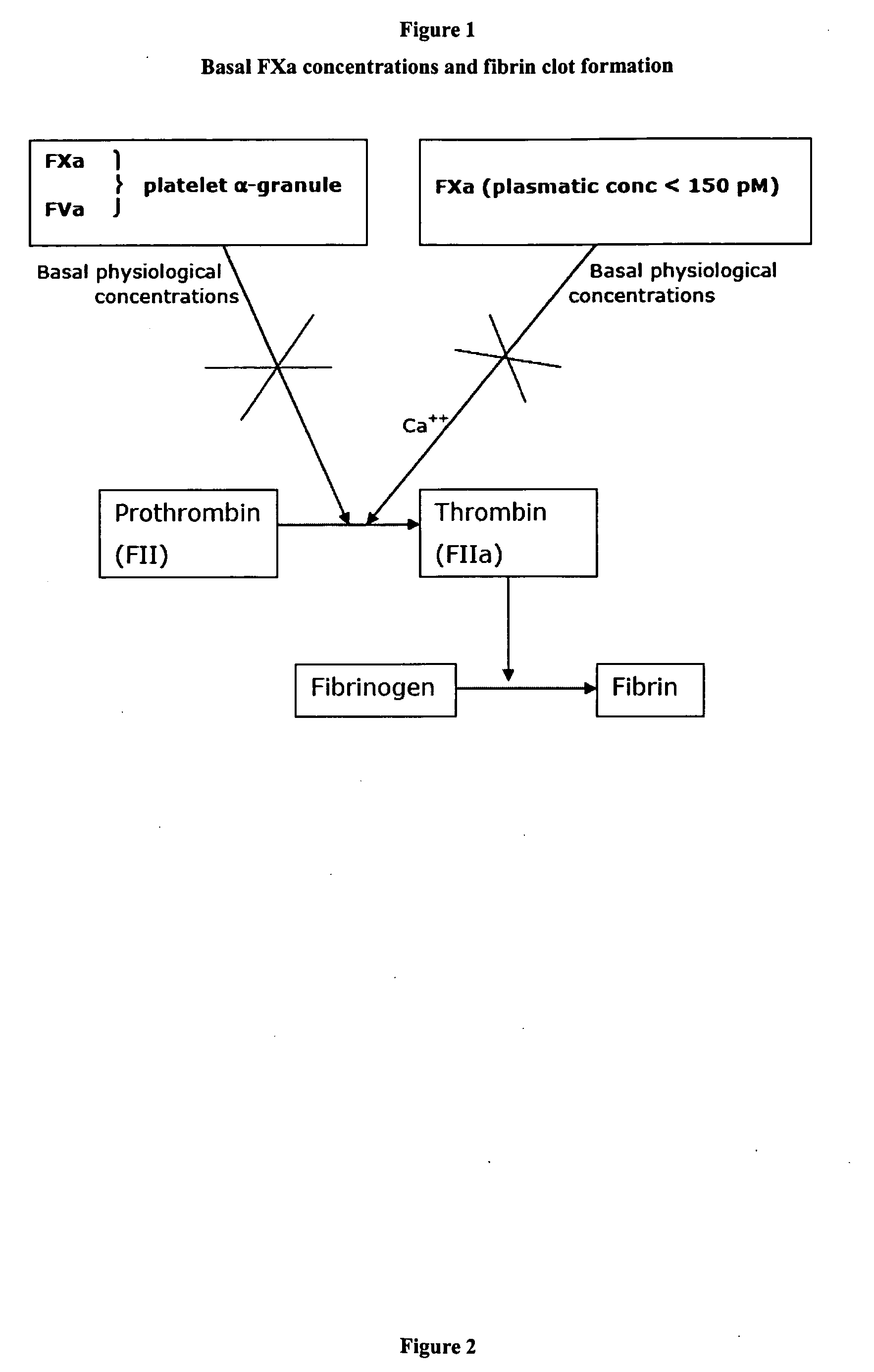 Stimulators of Factor X activated (FXa) as new topical antihemorrhagic agents