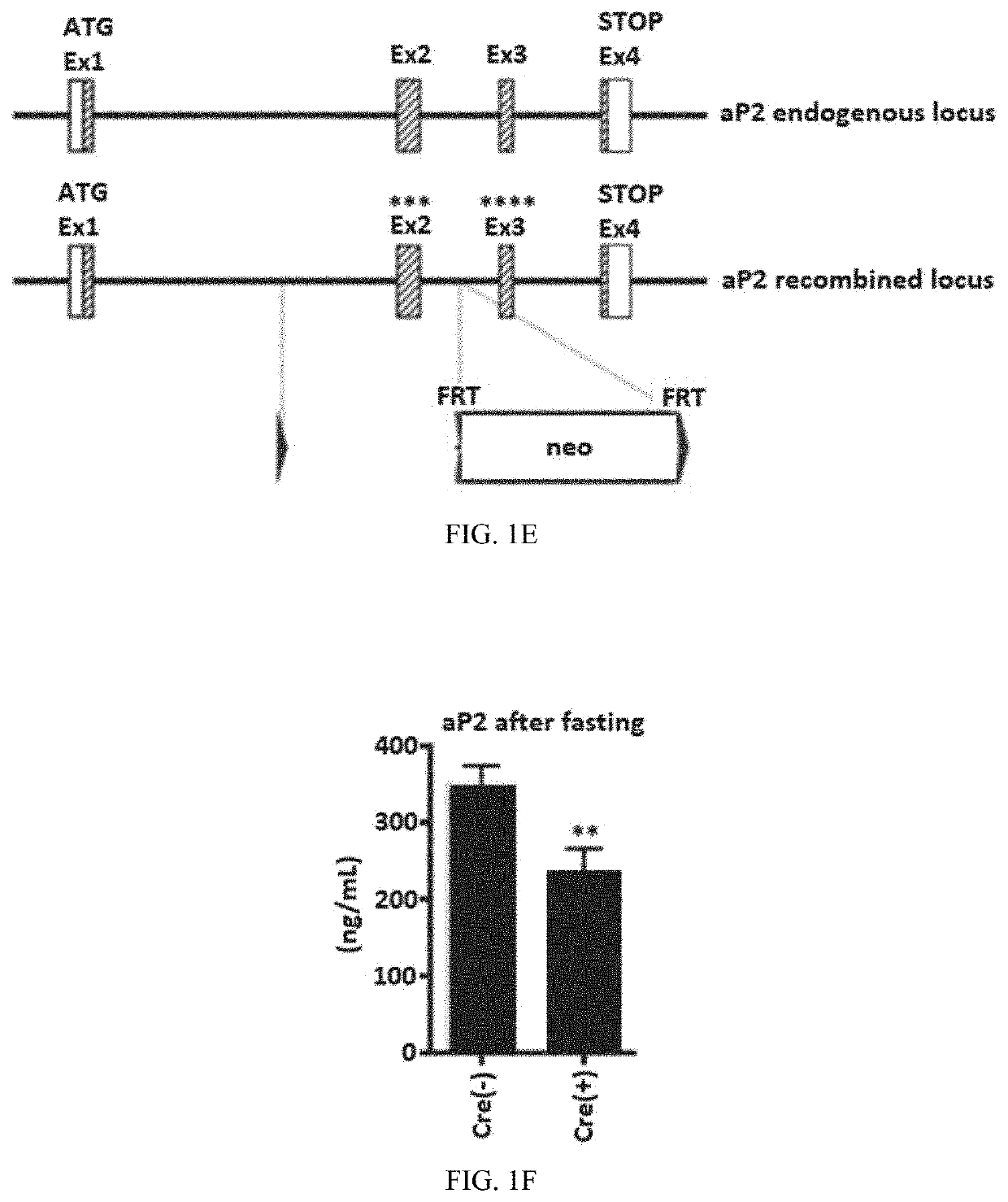 Method to identify compounds useful to treat dysregulated lipogenesis, diabetes, and related disorders