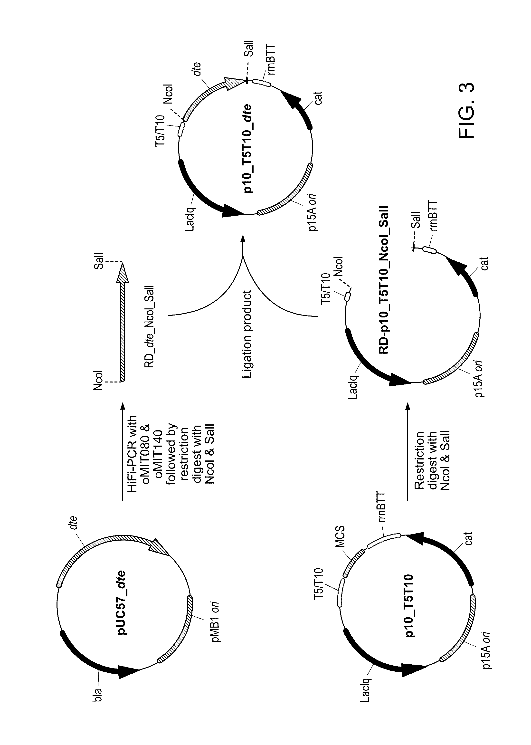 Engineering microbes and metabolic pathways for the production of ethylene glycol