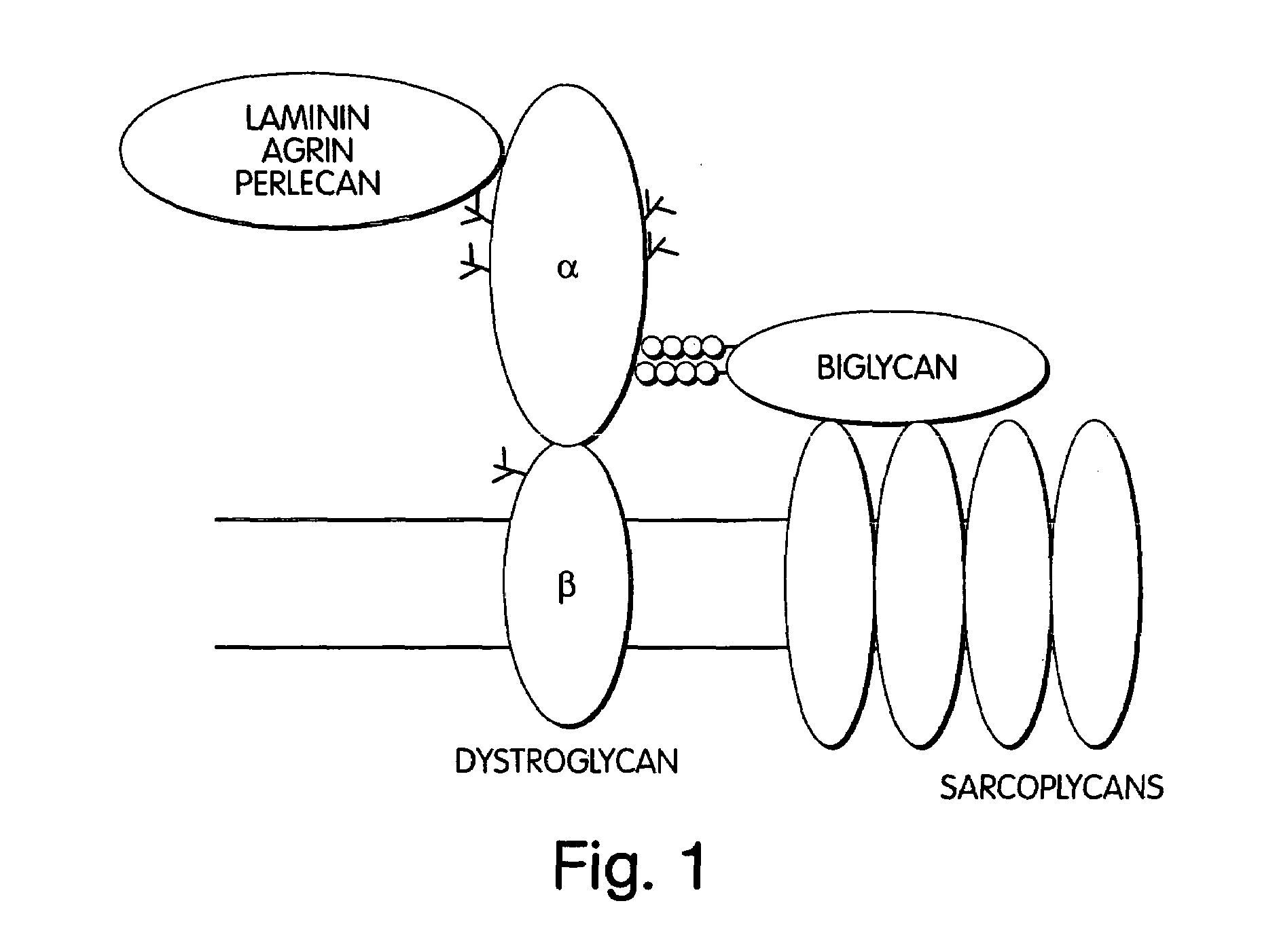 Biglycan and related therapeutics and methods of use