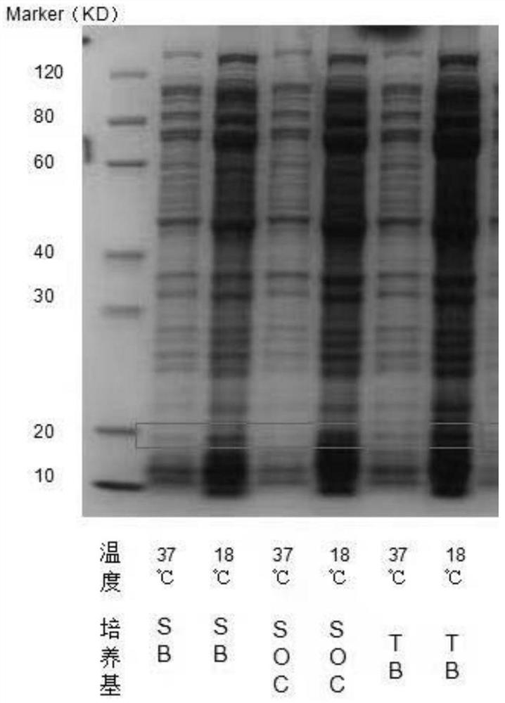 Method for preparing recombinant cystatin C