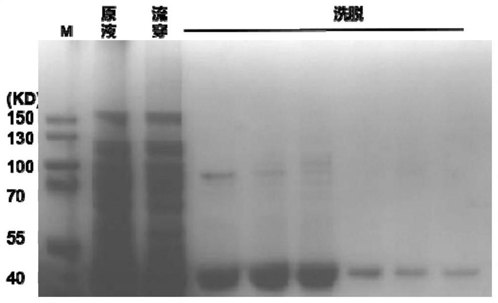 Method for preparing recombinant cystatin C