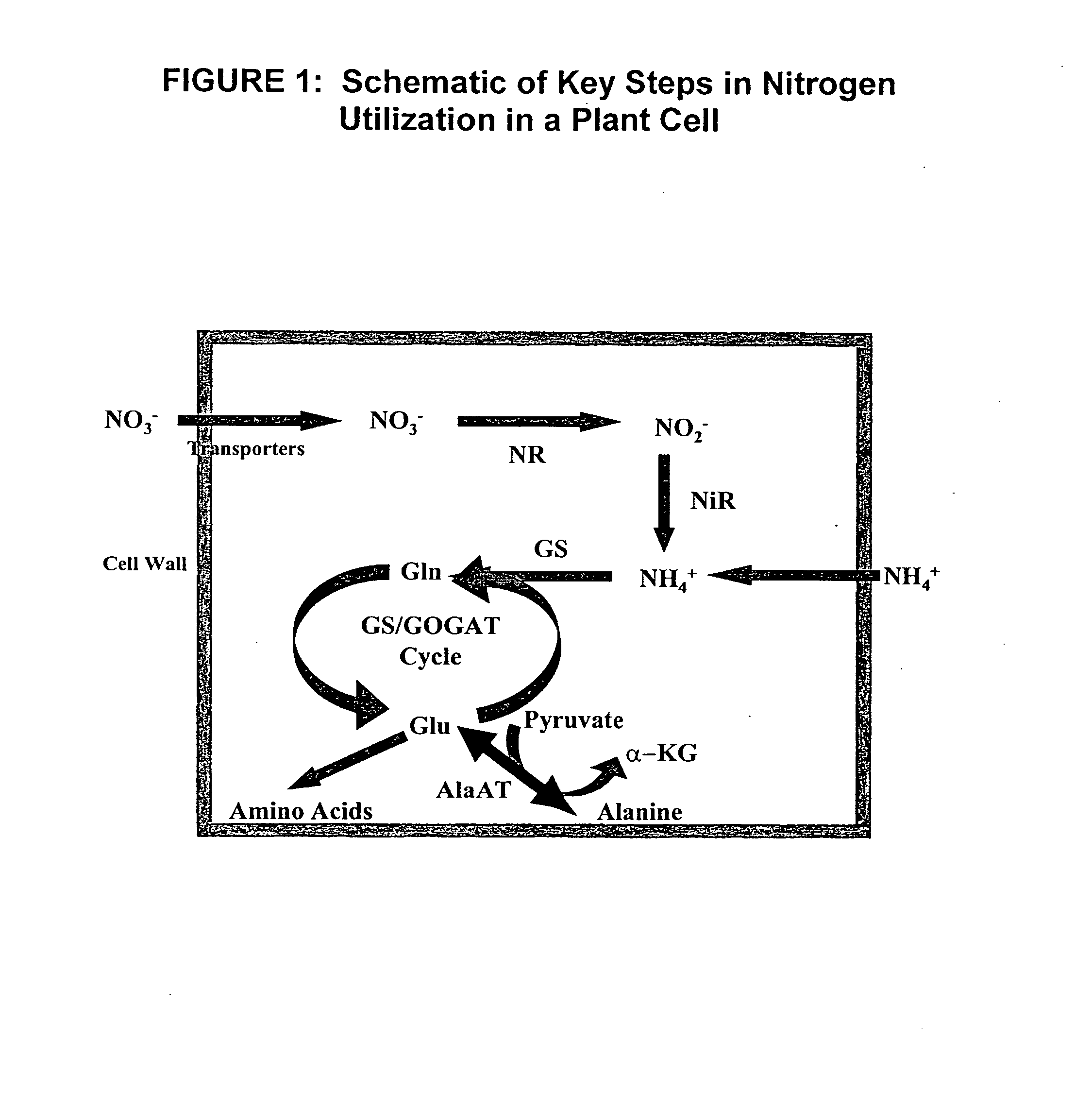 Nitrogen-efficient monocot plants