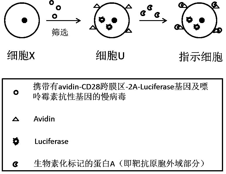 Quick construction method of CAR-T (chimeric antigen receptor T-cells) toxicity indictor cells