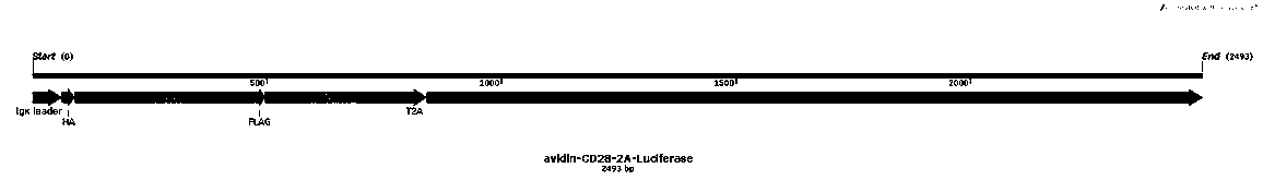 Quick construction method of CAR-T (chimeric antigen receptor T-cells) toxicity indictor cells