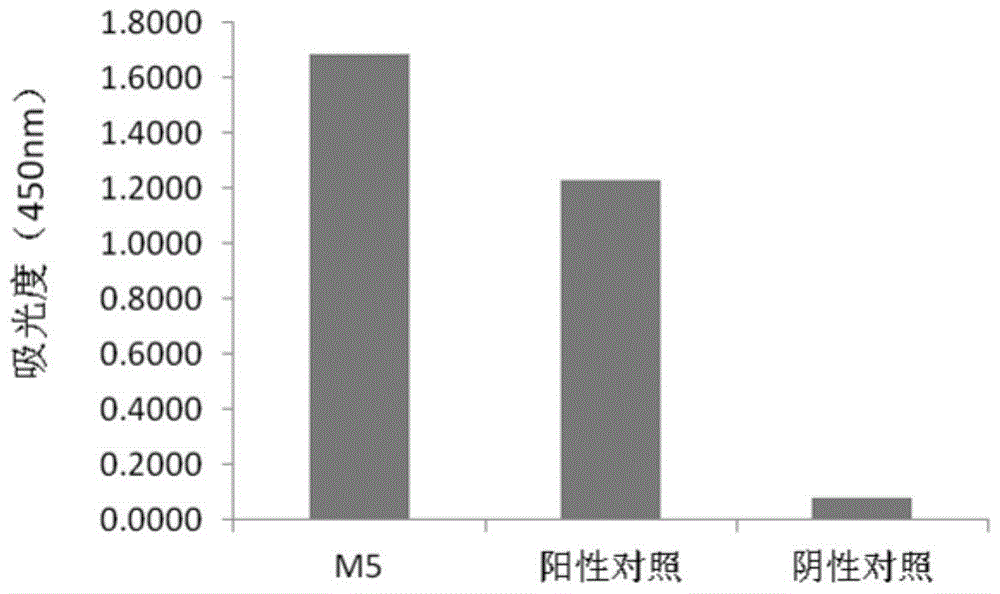 Human anti-h7n9 avian influenza virus neutralizing antibody m5, its preparation method and application