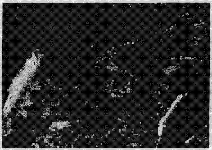 Densification tobacco flue-cure dry-wet bulb temperature automatic control technique based on tobacco image processing