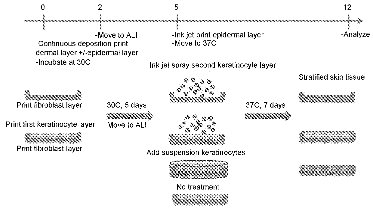 Improved Methods for Tissue Fabrication