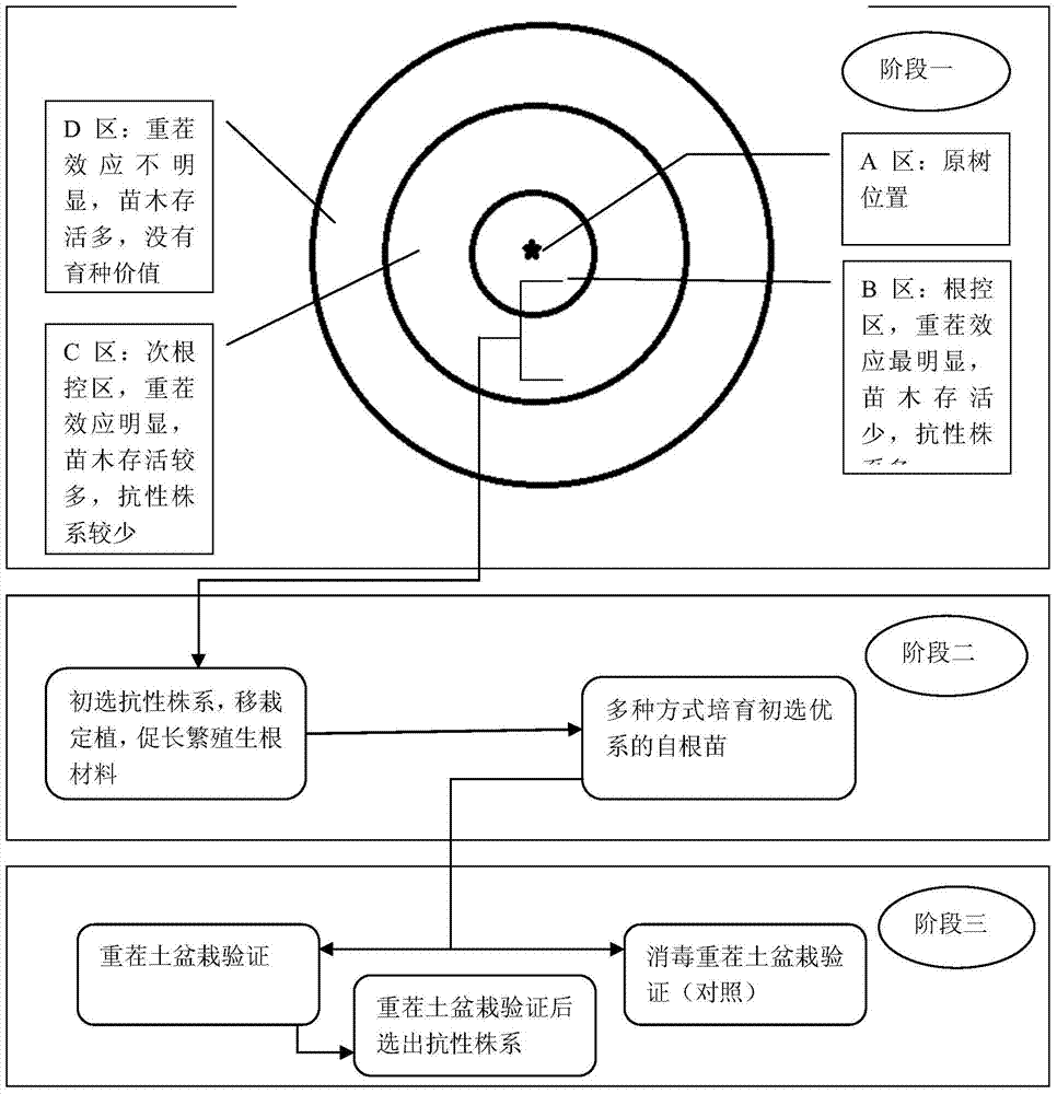 In-situ breeding method for three-phase breeding apple continuous-cropping-resistant stock