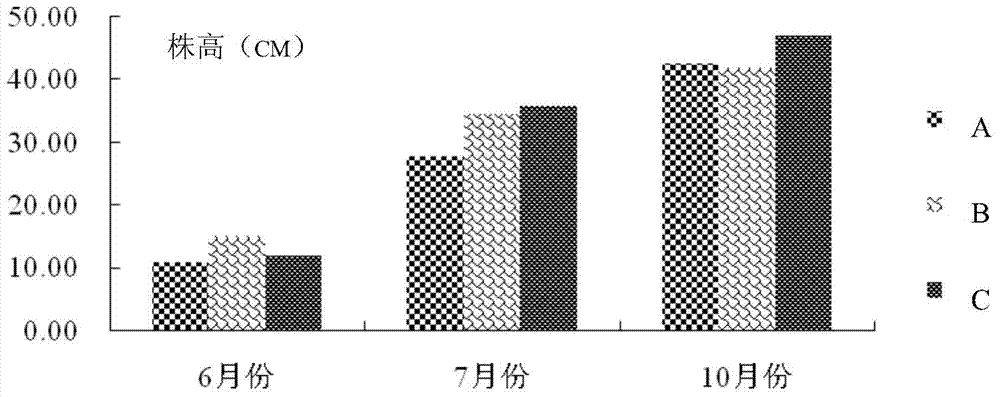 In-situ breeding method for three-phase breeding apple continuous-cropping-resistant stock