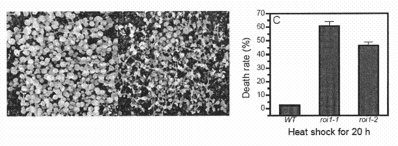 Application of arabidopsis gene ROI1 in aspect of high temperature stress resistance of plants