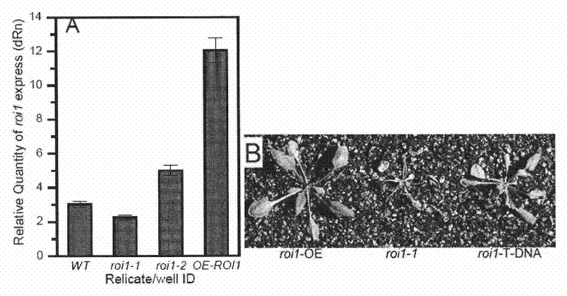 Application of arabidopsis gene ROI1 in aspect of high temperature stress resistance of plants