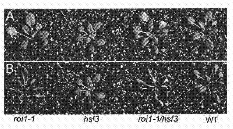 Application of arabidopsis gene ROI1 in aspect of high temperature stress resistance of plants