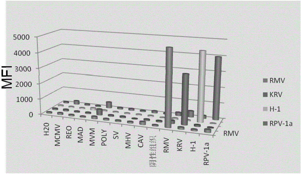 Multiplex fluorescence analysis method for simultaneous detection of four rat parvoviruses and kit