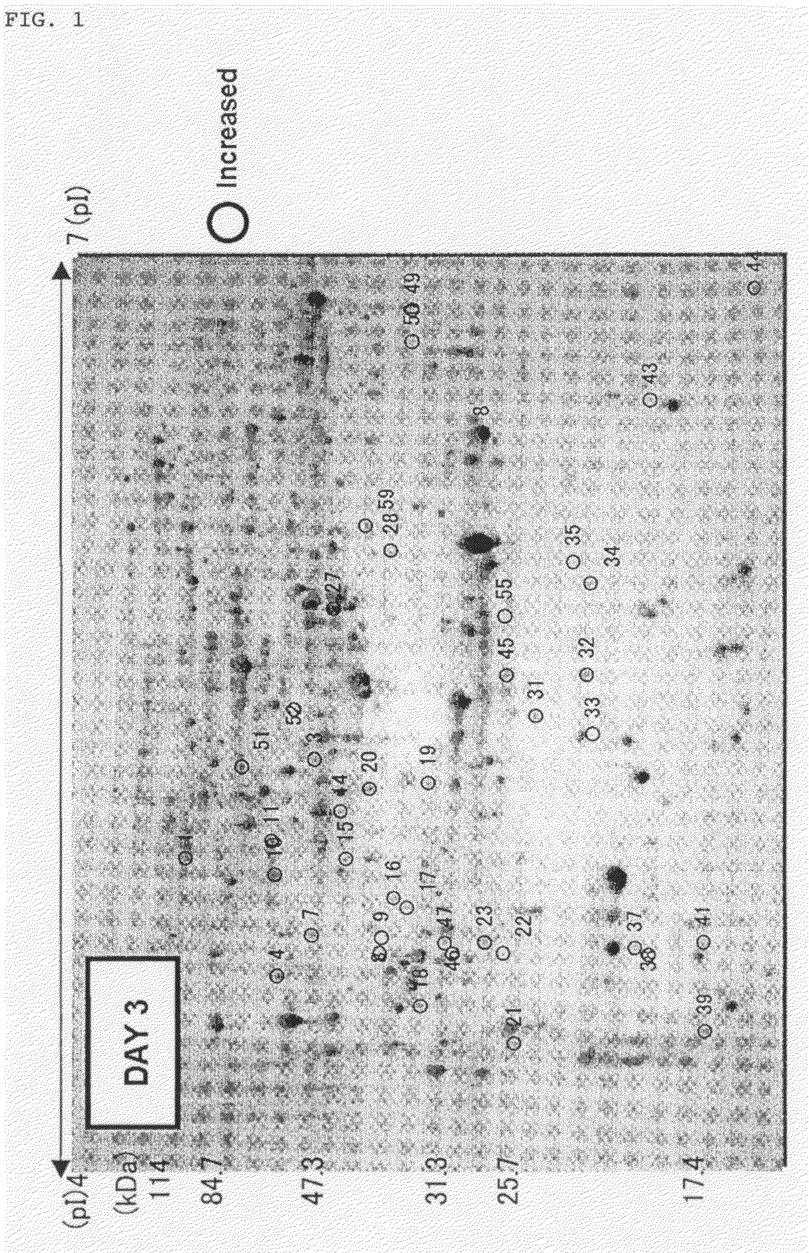 Plant having enhanced root elongation and method for production thereof